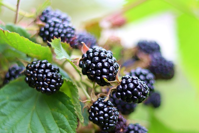 10 Best Berries Rich in Nutrients and Protein